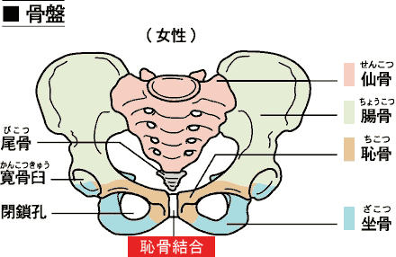 女性の恥骨結合