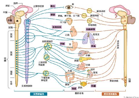 自律神経全体像