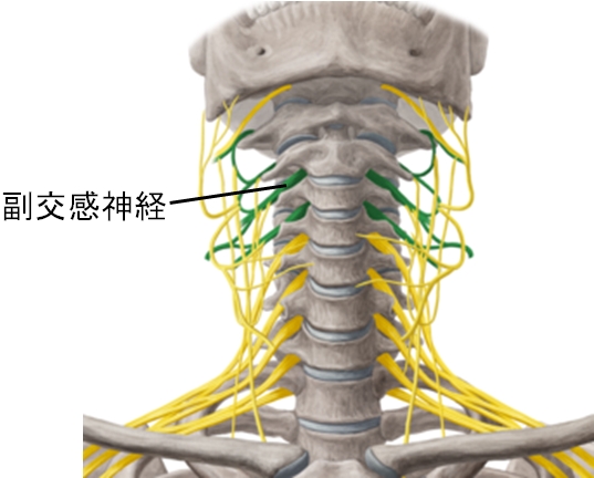 自律神経全体像