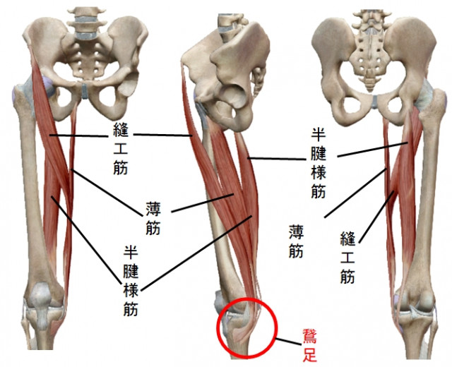 縫工筋、薄筋、半腱様筋の前後左右から