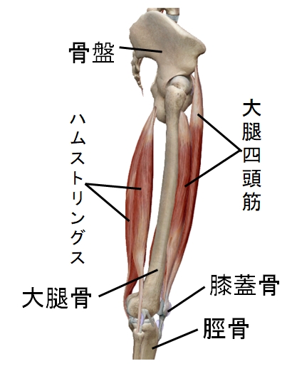 大腿四頭筋とハムストリングス