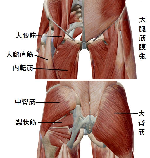 「股関節周りの筋肉」の画像検索結果