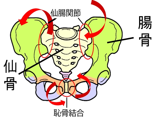 骨盤のつくりとゆがみ方