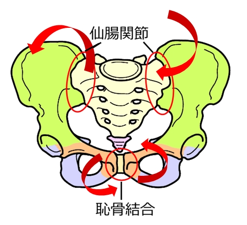 仙腸関節のゆがみが恥骨結合のゆがみに関係する