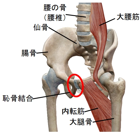 産後の恥骨痛 下関の整体 菊川カイロプラクティック院 口コミno 1