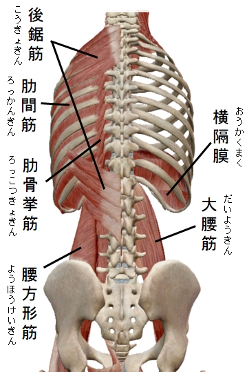 側弯症 下関の整体 菊川カイロプラクティック院 口コミno 1 側弯症 下関の整体 菊川カイロプラクティック院 口コミno 1