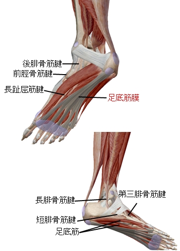 足底につながる脛やふくらはぎの筋肉