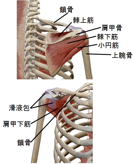 四十肩・五十肩の原因筋