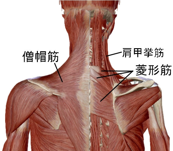 肩甲骨をゆがませる筋肉