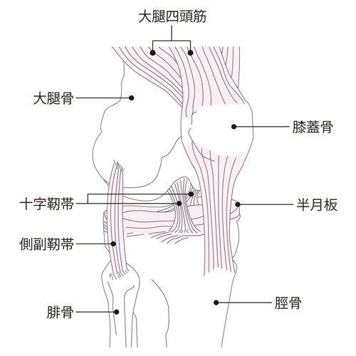 膝関節の構造