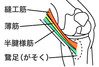 鵞足部分