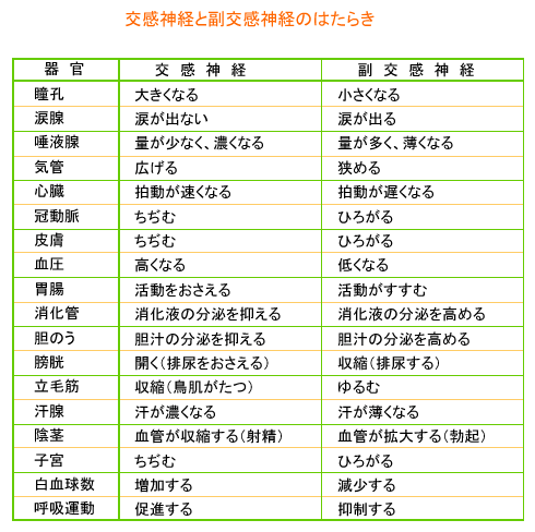 交感神経と副交感神経のはたらき