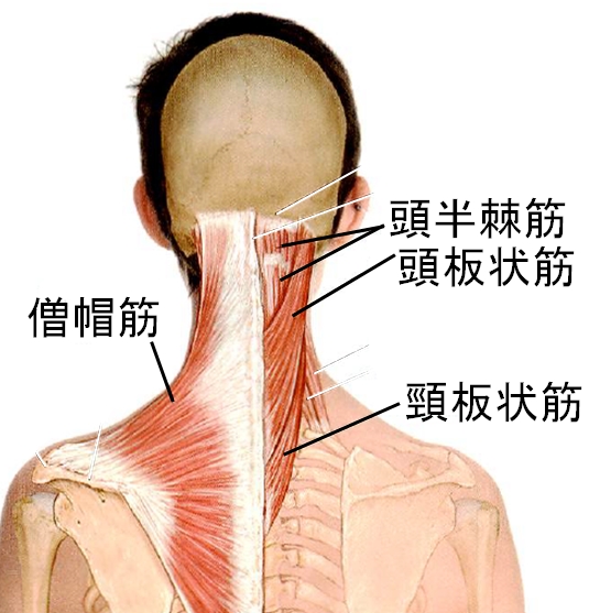 首こりの筋肉　僧帽筋　頭半棘筋　頭板状筋　首板状筋