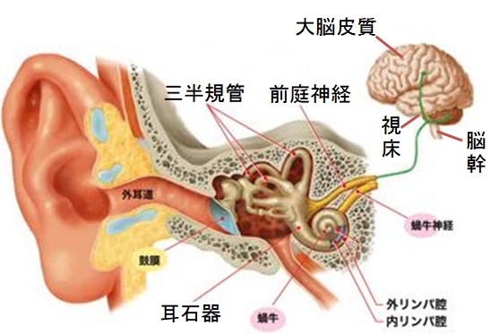 目まいにかかわる器官