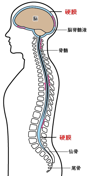 硬膜と脳脊髄液