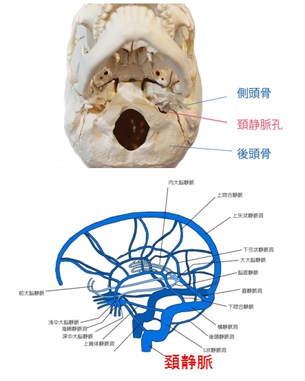 脳内の静脈