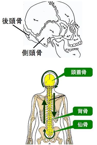 頭蓋骨のゆがみが骨盤をゆがめる